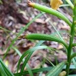 Eulophia maculata Fruchs