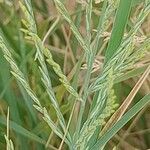 Leptochloa fusca Flor