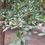 Terminalia amazonia その他の提案