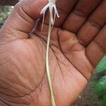 Habenaria procera Flor