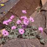 Erodium guttatum Habitus