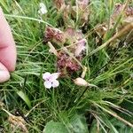 Pedicularis sylvaticaFleur