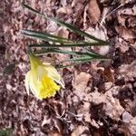 Narcissus pseudonarcissusLorea