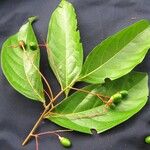 Nectandra purpurea Іншае