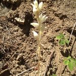 Cephalanthera austiniae Flower