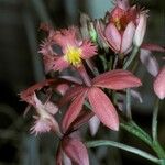 Epidendrum ibaguense Квітка