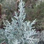 Juniperus scopulorum Lehti
