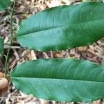 Sclerocroton cornutus Φύλλο
