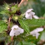 Galeopsis tetrahit Flower