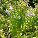 Campanula lactiflora عادت