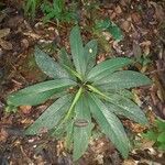 Dieffenbachia elegans Blad