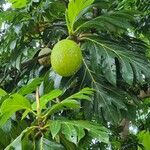 Artocarpus altilis Fruit