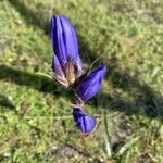 Gentiana pneumonantheBlomma