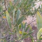 Acacia melanoxylon Leht
