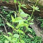 Cornus sericea 葉