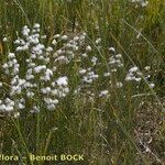 Trichophorum alpinum Habit