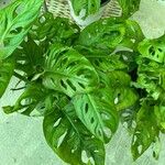 Monstera obliqua Leaf