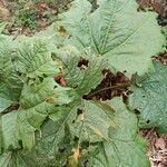 Rheum palmatum برگ