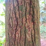 Quercus mongolica Bark