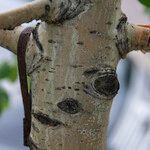 Populus tremuloides Bark