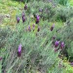 Lavandula pedunculata Habitus