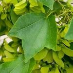 Acer buergerianum Blad