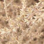 Salsola tragus Fruit