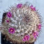 Mammillaria bombycina Flor