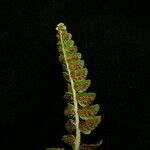 Polystichum lachenense Hábito