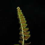 Polystichum lachenense موطن