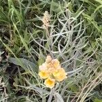 Linaria vulgarisFlor