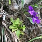 Pinguicula grandiflora Flor