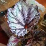 Begonia rexপাতা