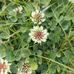 Trifolium occidentale Blomma