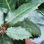 Quercus ilex Yaprak