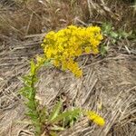 Solidago nemoralis Leaf