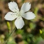 Dianthus gyspergerae Floare