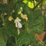 Phaseolus vulgaris Blomma