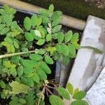 Phyllanthus tenellus Leaf