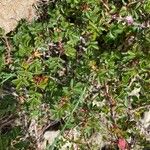 Rosa seraphinii Likasa