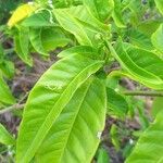 Solanum bahamense Hoja