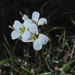 Arabis collina Flower