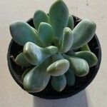 Pachyphytum bracteosum পাতা