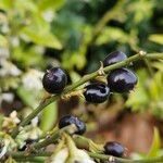 Sarcococca orientalis Fruit