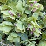 Origanum rotundifolium 花