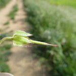 Geranium columbinum Fruit