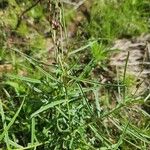 Polygala amboniensis Folha