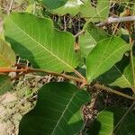 Harungana madagascariensis Hoja