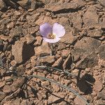 Calochortus flexuosus Blodyn