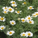 Anthemis cupaniana फूल